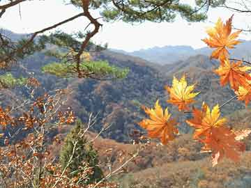 下花园区人社局最新项目概览